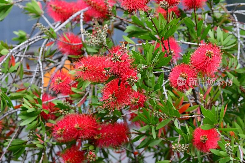 瓶刷鲜花/花萼